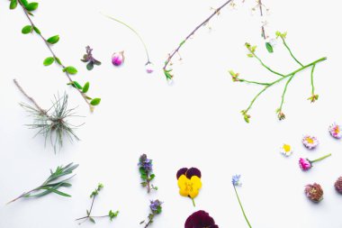 Beyaz arka planda bulanık bitki yaprağı ve çiçek, doğal bitkisel ilaç, homeopatik konsept