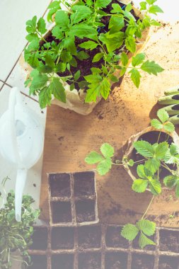 Sebze, mikro filizler ve böğürtlenler. Tahta masanın üzerinde, güneşli ışıklı, biyolojik olarak çözünebilir yosun kaplarında taze filizler yetişiyor. Üst Manzara. Ağ şablonu, tarım mağazası için. Bahçıvanlık. Seçici odak