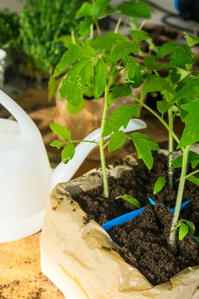 Young Tomato Seedlings Watering Can Summer Gardening Concept — Stock Photo, Image