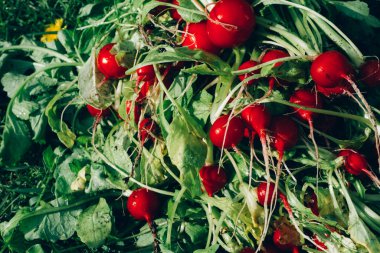 Taze toplanmış organik turplar. Bahçeden mevsimlik sebzeler yetiştiriyor, yerel çiftçi pazarında satılıyor, seçici odaklı, yaratıcı tonda.