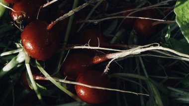 Taze toplanmış organik turplar. Bahçeden mevsimlik sebzeler yetiştiriyor, yerel çiftçi pazarında satılıyor.