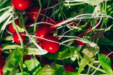 Taze toplanmış organik turplar. Bahçeden mevsimlik sebzeler yetiştiriyor, yerel çiftçi pazarında satılıyor.