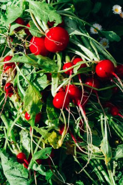 Taze toplanmış organik turplar. Bahçeden mevsimlik sebzeler yetiştiriyor, yerel çiftçi pazarında satılıyor.
