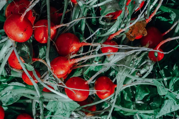 収穫されたばかりの有機大根の束です 地元のファーマーズマーケットでの販売のために庭から旬の野菜を栽培し 選択的な焦点 創造的なトーン — ストック写真