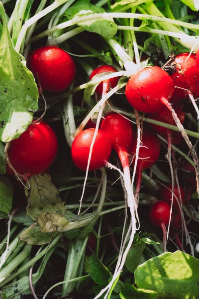 Bunch Freshly Harvested Organic Radishes Growing Seasonal Vegetables Garden Sale — Stock Photo, Image