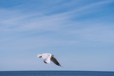 Mavi gökyüzünde uçmakta olan siyah başlı martı, seçici bir odak noktası.