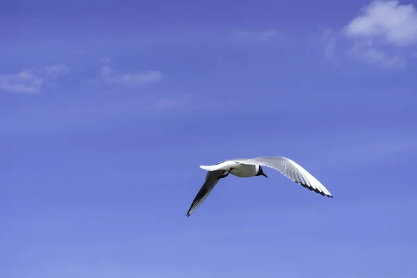 Alone Sea Black Headed Gull Flight Blue Sky Soft Focus — Stock Photo, Image