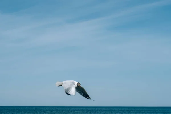 Solo Mar Gaviota Cabeza Negra Vuelo Cielo Azul Enfoque Selectivo —  Fotos de Stock