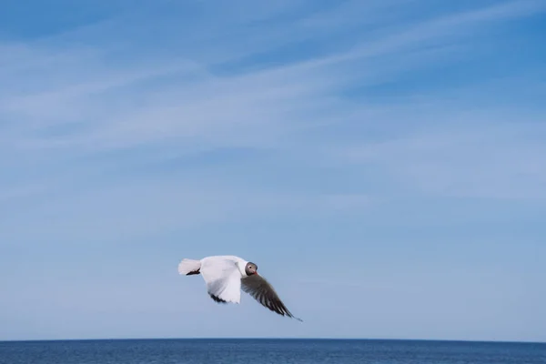 Alone Sea Black Headed Gull Flight Blue Sky Selective Focus — Stock Photo, Image