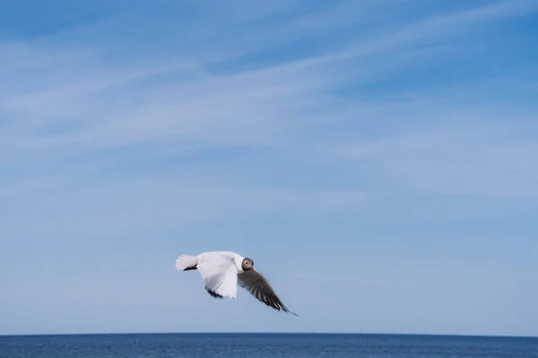 Solo Mar Gaviota Cabeza Negra Vuelo Cielo Azul Enfoque Selectivo —  Fotos de Stock