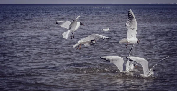 Grupo Gaviotas Mar Aves Hambrientas Luchando Por Restos Peces Enfoque —  Fotos de Stock