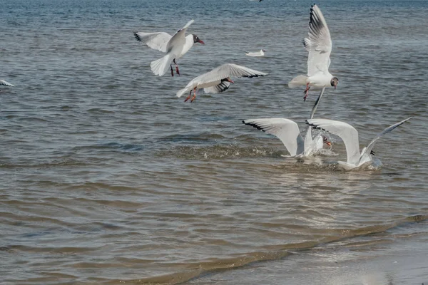 Group Seagulls Sea Hungry Birds Fighting Fish Rests Selective Focus — Stock Photo, Image