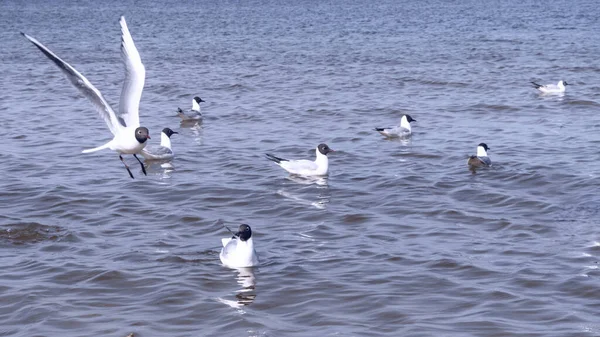 Grupo Gaviotas Mar Aves Hambrientas Luchando Por Restos Peces Enfoque —  Fotos de Stock