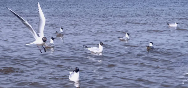 Grupo Gaviotas Mar Aves Hambrientas Luchando Por Restos Peces Enfoque —  Fotos de Stock