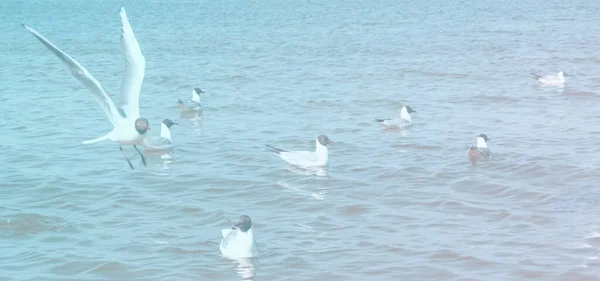 Group Seagulls Sea Hungry Birds Fighting Fish Rests Selective Focus — Stock Photo, Image