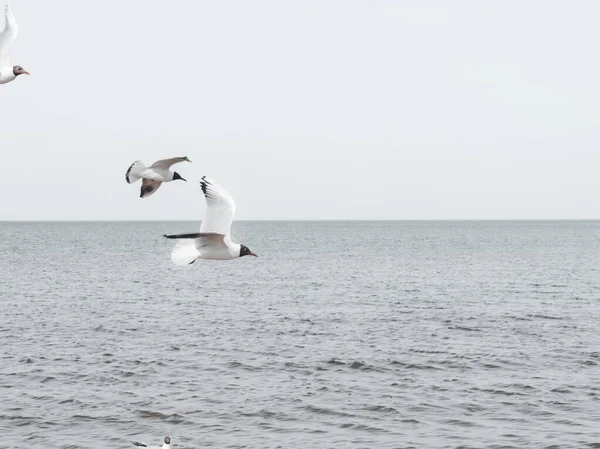 Grupo Gaviotas Mar Aves Hambrientas Luchando Por Los Restos Peces —  Fotos de Stock