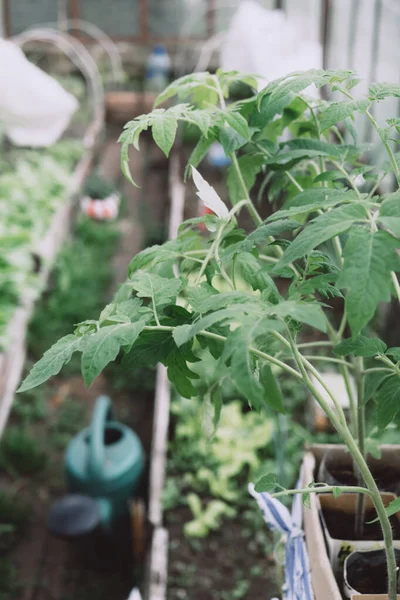 Bibit Tomat Bubur Tomat Organik Hijau Tumbuh Rumah Kaca Industri — Stok Foto