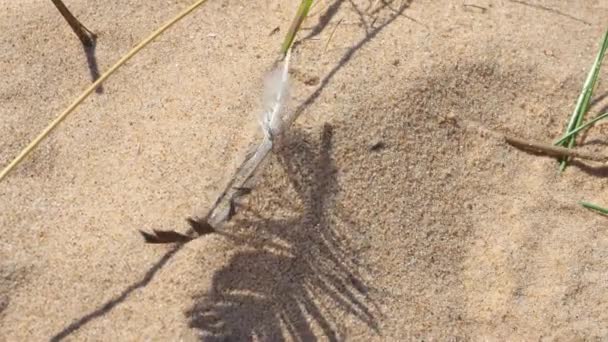 Plume d'une mouette avec une belle ombre dans le sable, oscillant par temps venteux 