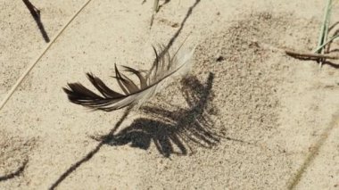 Kumda güzel gölgesi olan, rüzgarlı bir günde sallanan bir martının tüyü.
