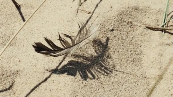 Feather Seagull Beautiful Shadow Sand Swaying Windy Day — Stock Video