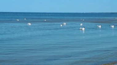 Bir grup beyaz martı denizin üzerinde uçuyor, deniz kıyısında ve mavi gökyüzünde daireler çiziyor.