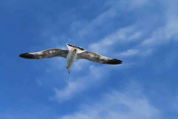 Vogel Himmel — Stockfoto