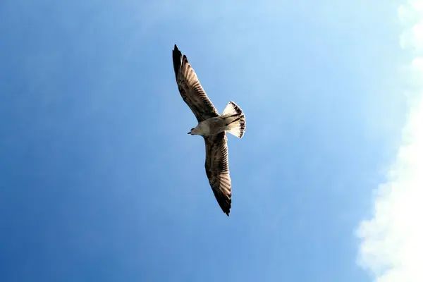 Ave Cielo — Foto de Stock