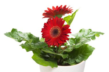 Bir tencerede izole kırmızı gerbera