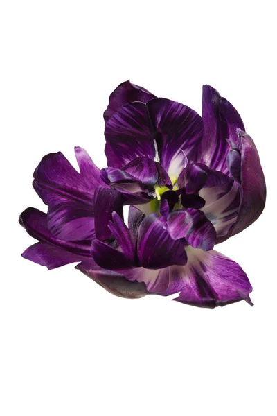 Şakayık izole mor petal