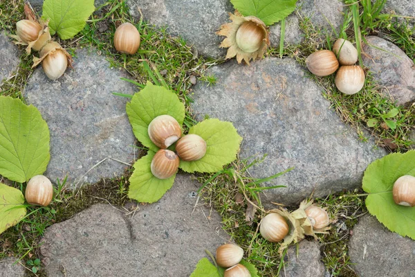 Ganze Haselnüsse mit Blättern auf den Steinen — Stockfoto