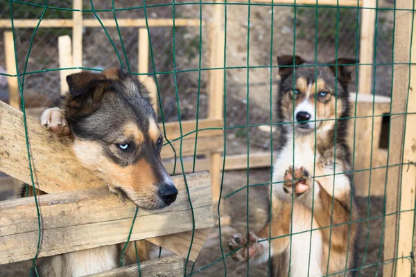 Abandoned sad lonely dogs