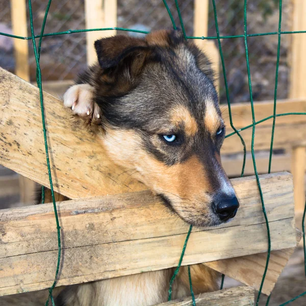 Triste perro solitario sentado en la jaula — Foto de Stock