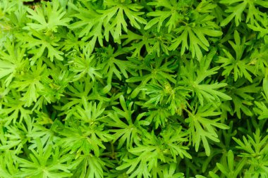 Yeşil yaprak dokusu arkaplanı