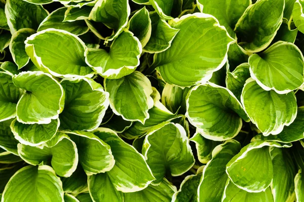 Πράσινο φύλλα φόντο υφή — Φωτογραφία Αρχείου