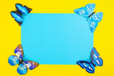 Mavi Kağıt kopya ile sarı zemin üzerine mavi kelebek sp