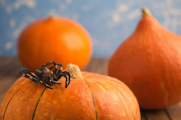 Fałszywe pająk na dyni z niebieskim tle na halloween — Zdjęcie stockowe