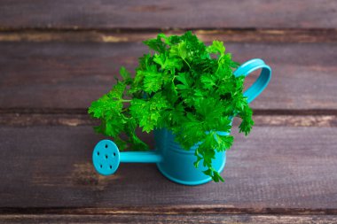 Gri ahşap backgr üzerinde mavi sulama tencerede yeşil taze maydanoz