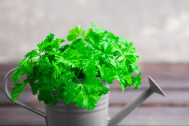 Closeup görünümü taze yeşil maydanoz