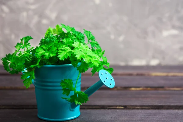 Gri ahşap masa üzerinde metal tencerede taze maydanoz