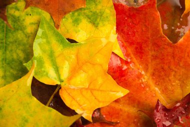 Tasarım arka plan yağmurlu sonbahar akçaağaç yaprakları