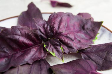 Yeşil plaka, closeup görünümü üzerinde kırmızı fesleğen