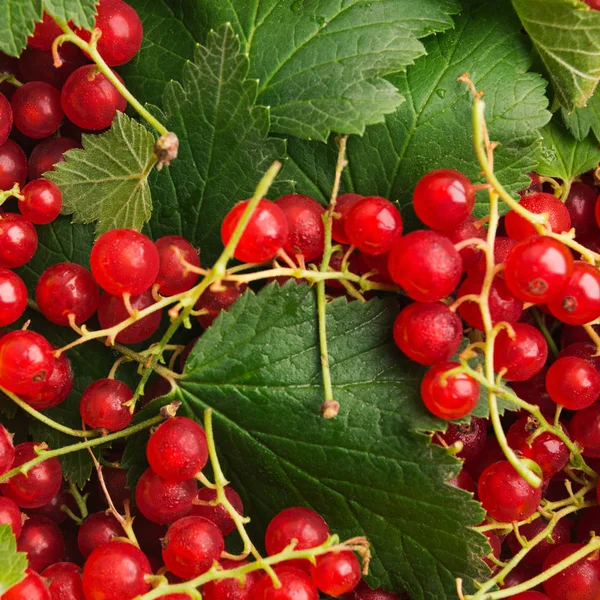 Röda vinbär med gröna blad vid skördetiden. Naturlig bakgrund — Stockfoto