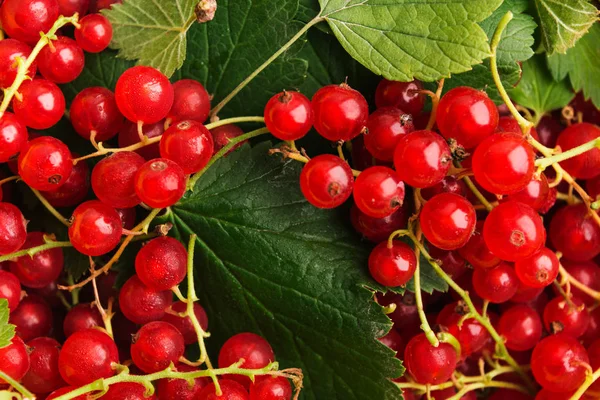 Baies de groseilles rouges biologiques naturelles avec fond de feuilles vertes au moment de la récolte — Photo