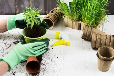 Yeşil eldivenli iki el plastik kapta bitki bitkisi. Boşluğu kopyala