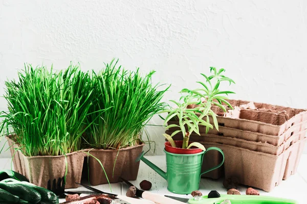 Konsep berkebun dengan rumput hijau, lezat, pot organik dan alat-alat — Stok Foto