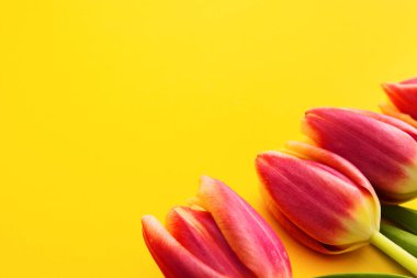 Sarı arkaplanda pembe laleler ve kopya alanı. Seçici odaklanma. Anneler günü konsepti. Bahar tatili tasarımı arka planı