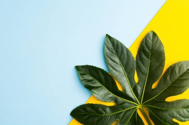 Sarı ve mavi arkaplanda yeşil yaprak ve kopyalama alanı. Japon Fatsia doğal bitkisi. Düz yatıyordu. Yakın görünüm