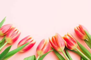 Pembe arka planda güzel pembe laleler ve fotokopi alanı. Düz yatıyordu. Bahar çiçeği sanat tasarımı. Üst Manzara. Tatil dekorasyon kartı