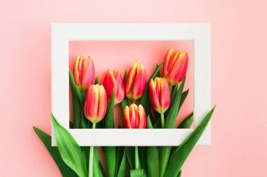 Pembe arka planda beyaz çerçeveli bahar laleleri vardı. Satış konsepti. Sevgililer Günü, Paskalya, Kadınlar Günü ve Anneler Günü konsepti