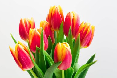 Beyaz arka planda güzel pembe laleler. Kadınlar günü için bayram hediyesi.